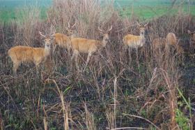thumbs/fauna-Swap Deer Stag at Kaziranga2.jpg.jpg